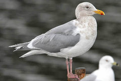 Glaucous-winged Gull